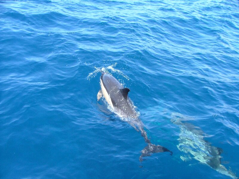 Dolphin Swimming in Ocean — Blue