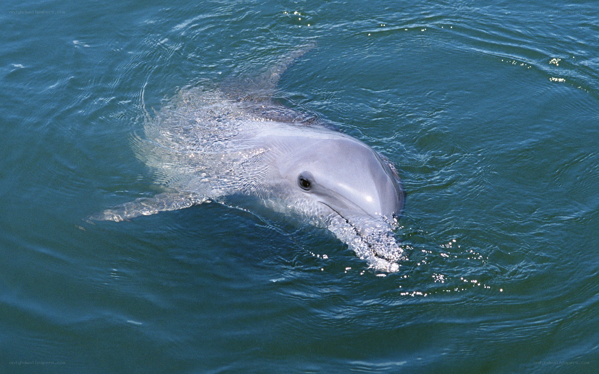 dolphin swimming in ocean