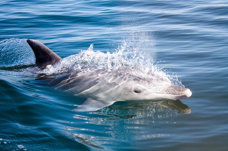 Dolphin Swimming in Water — Blue, Active