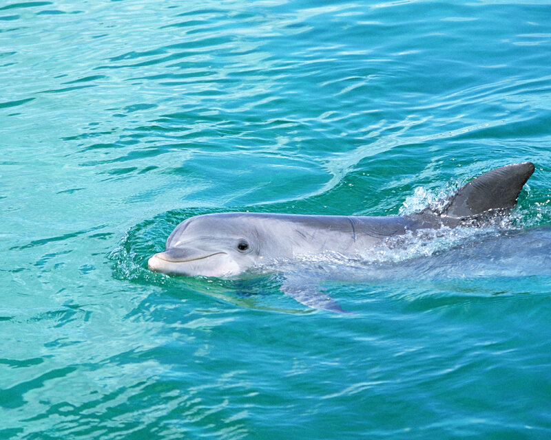 Dolphin Swimming in Water — Blue, Calm, Afternoon