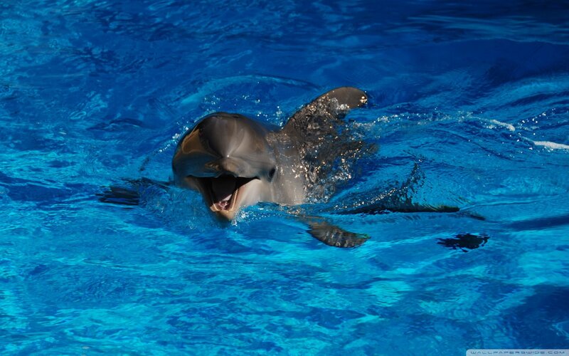 Dolphin Swimming in Water — Blue, Playful