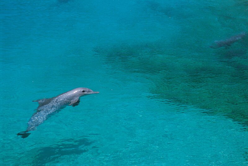 Dolphin Swimming in Water — Blue, Serene