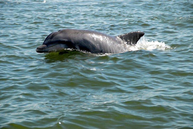 Dolphin Swimming in Water — Blue