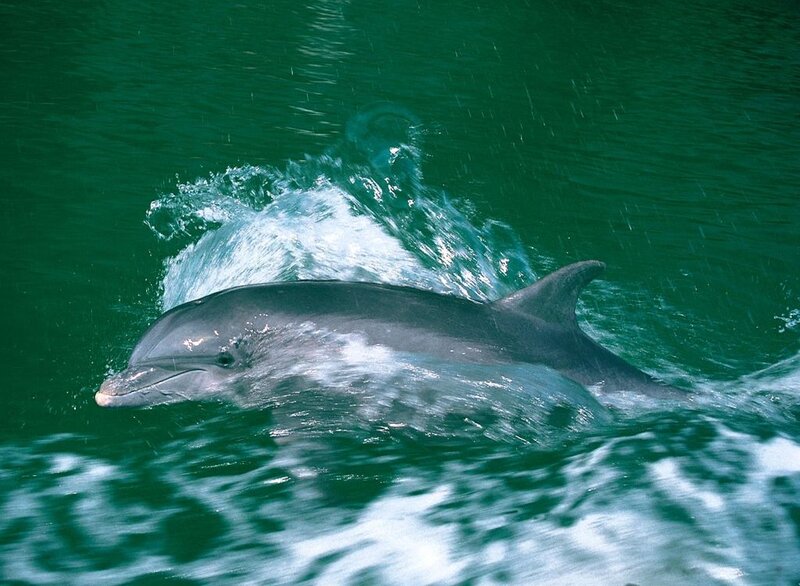 Dolphin Swimming in Water — Green, Active