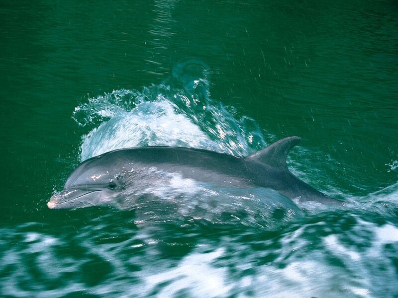 Dolphin Swimming in Water — Green