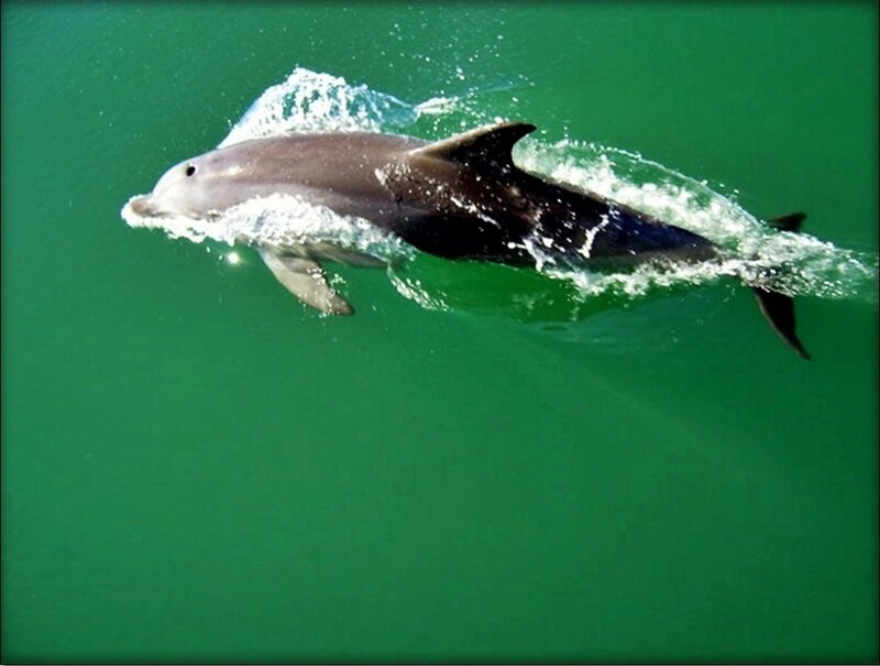 Dolphin Swimming in Water