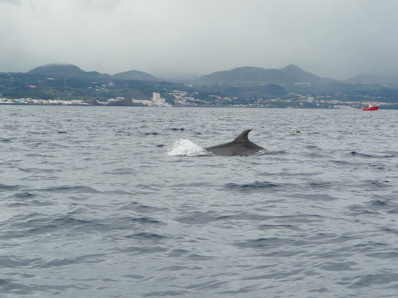 Dolphin swimming near coast