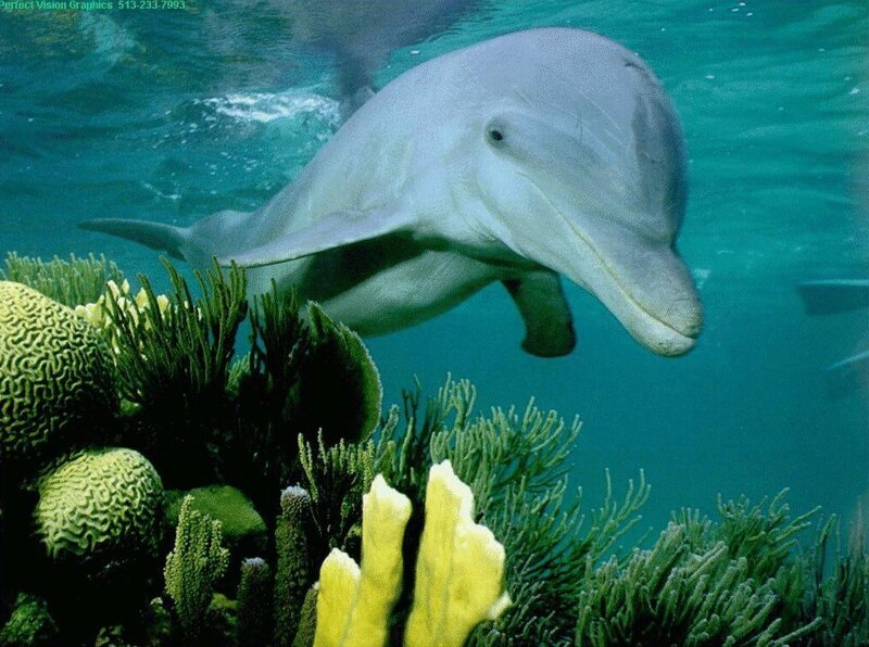 Dolphin swimming near coral reef