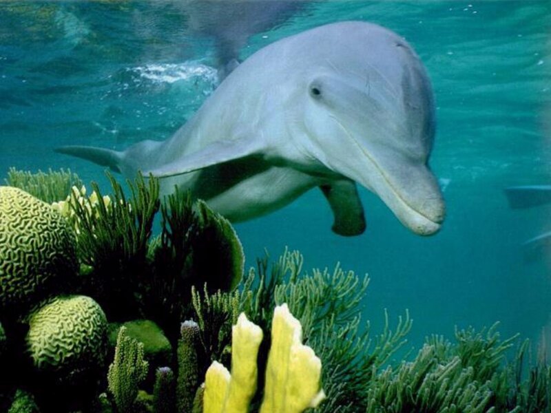 dolphin swimming near coral reef