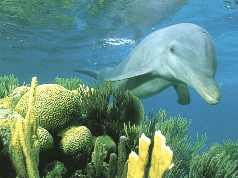 Dolphin Swimming Near Coral