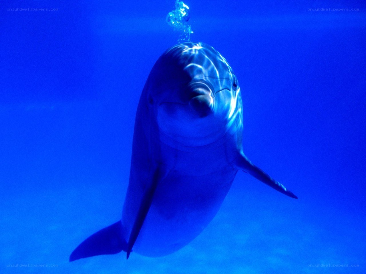 Dolphin swimming underwater