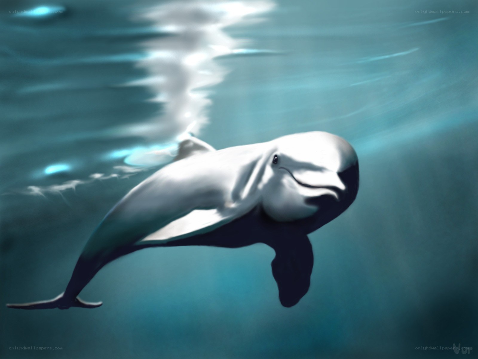 Dolphin swimming underwater