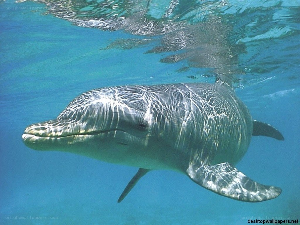 dolphin swimming underwater