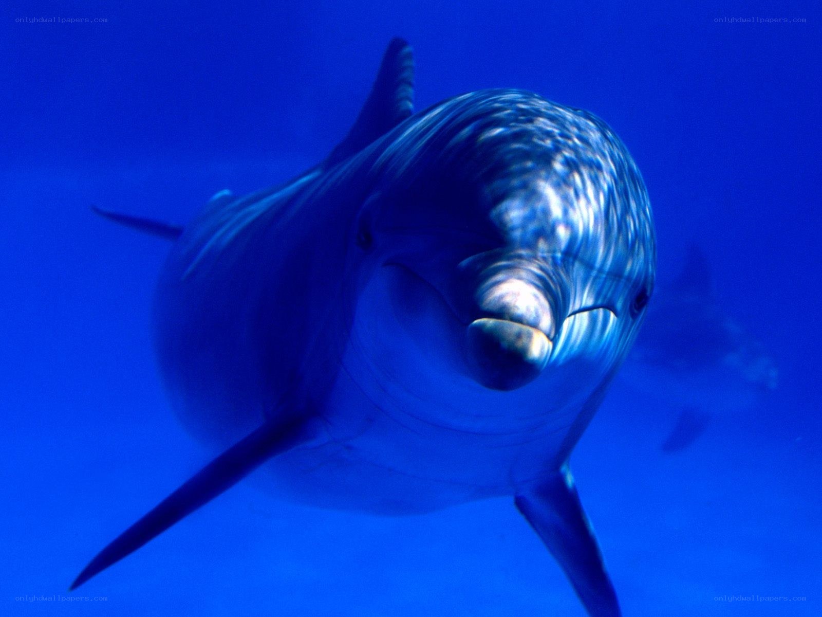 dolphin swimming underwater