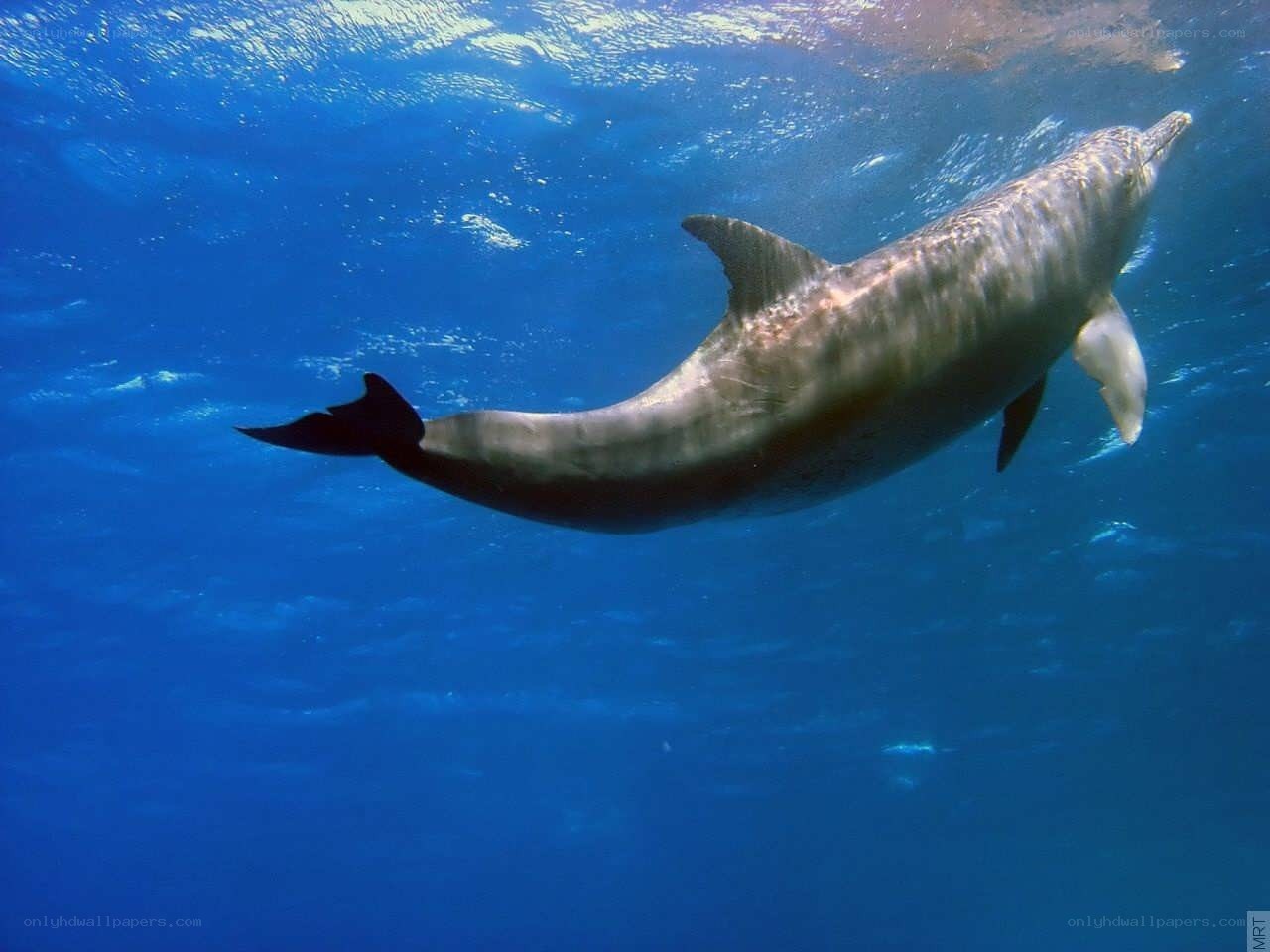 Dolphin swimming underwater