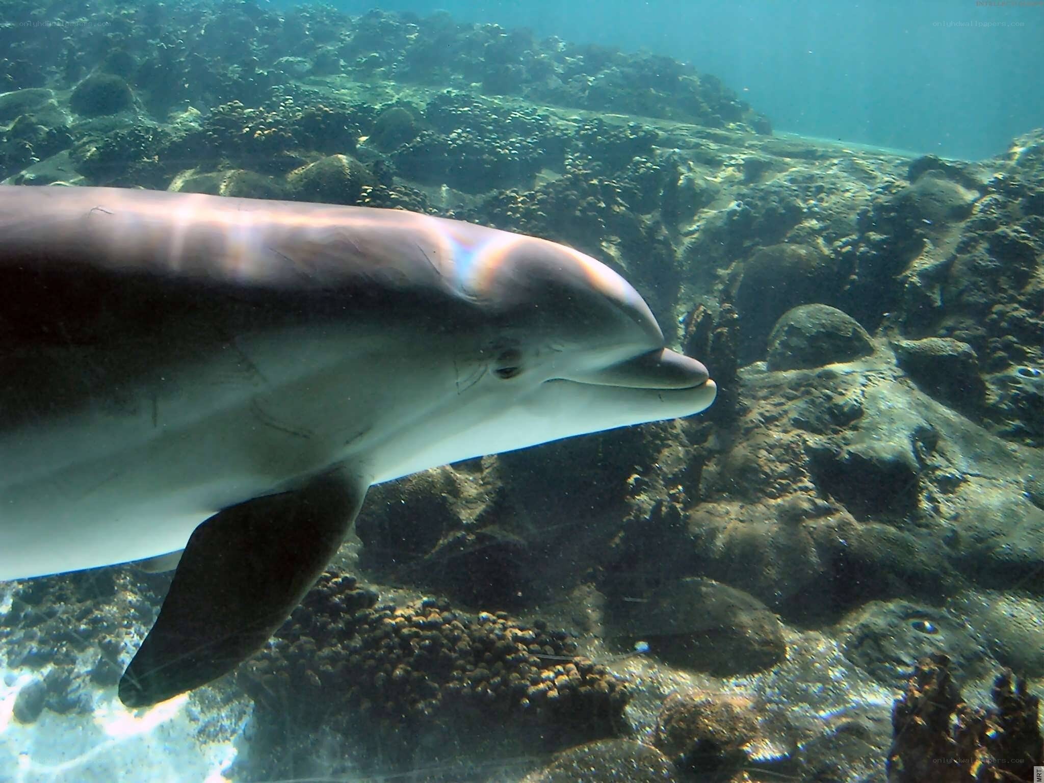 dolphin swimming underwater