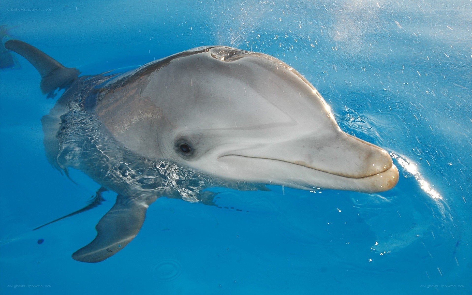 Dolphin swimming underwater
