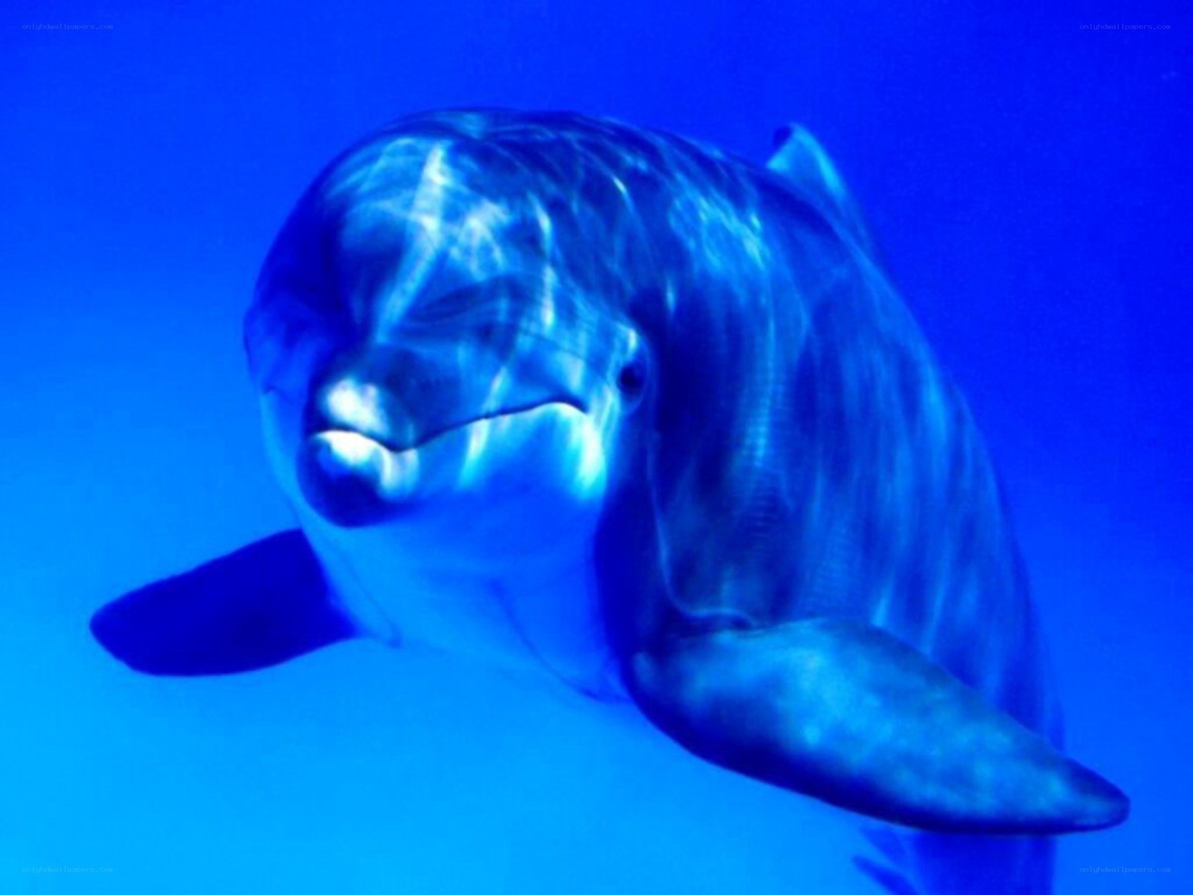 dolphin swimming underwater