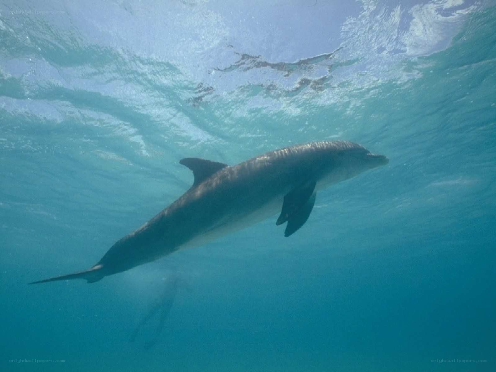Dolphin swimming underwater