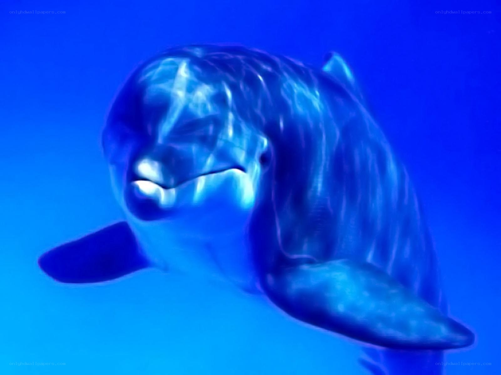 dolphin swimming underwater