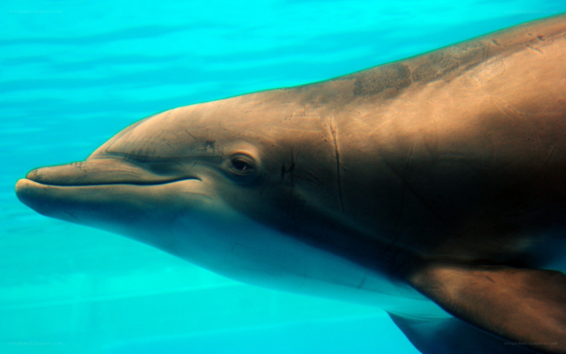 dolphin swimming underwater