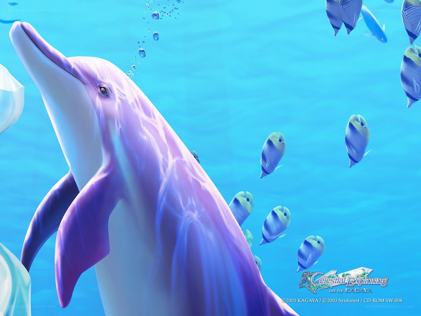 dolphin swimming underwater