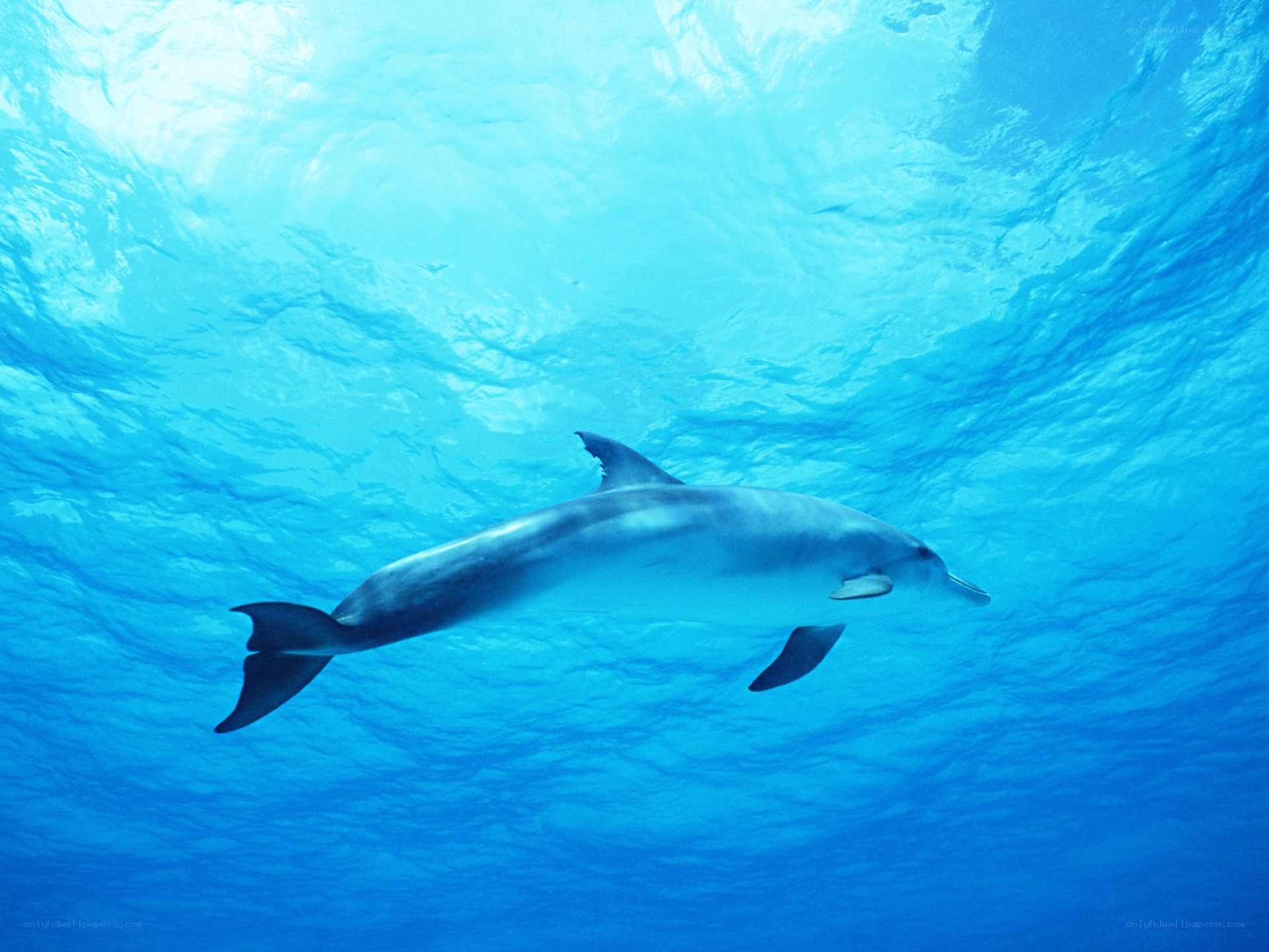 dolphin swimming underwater