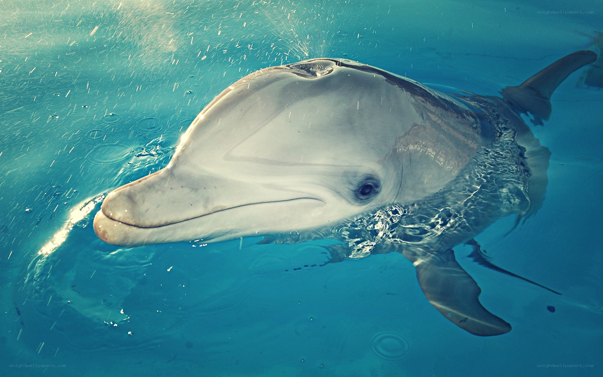 dolphin swimming underwater