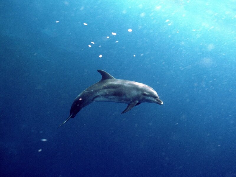 Dolphin swimming underwater