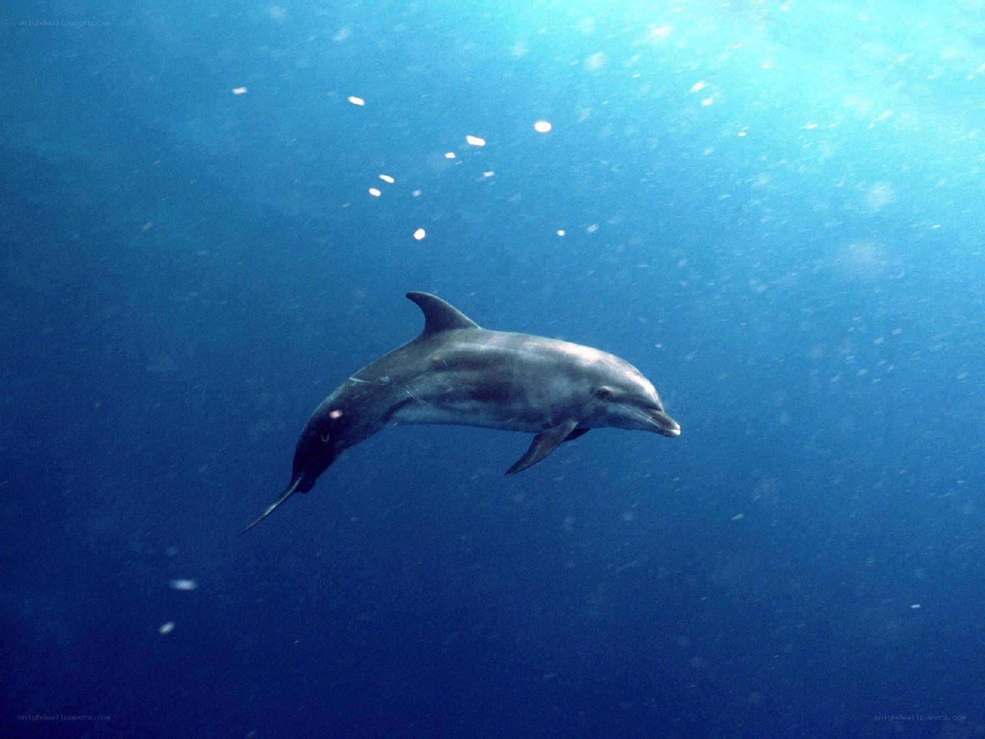 Dolphin swimming underwater