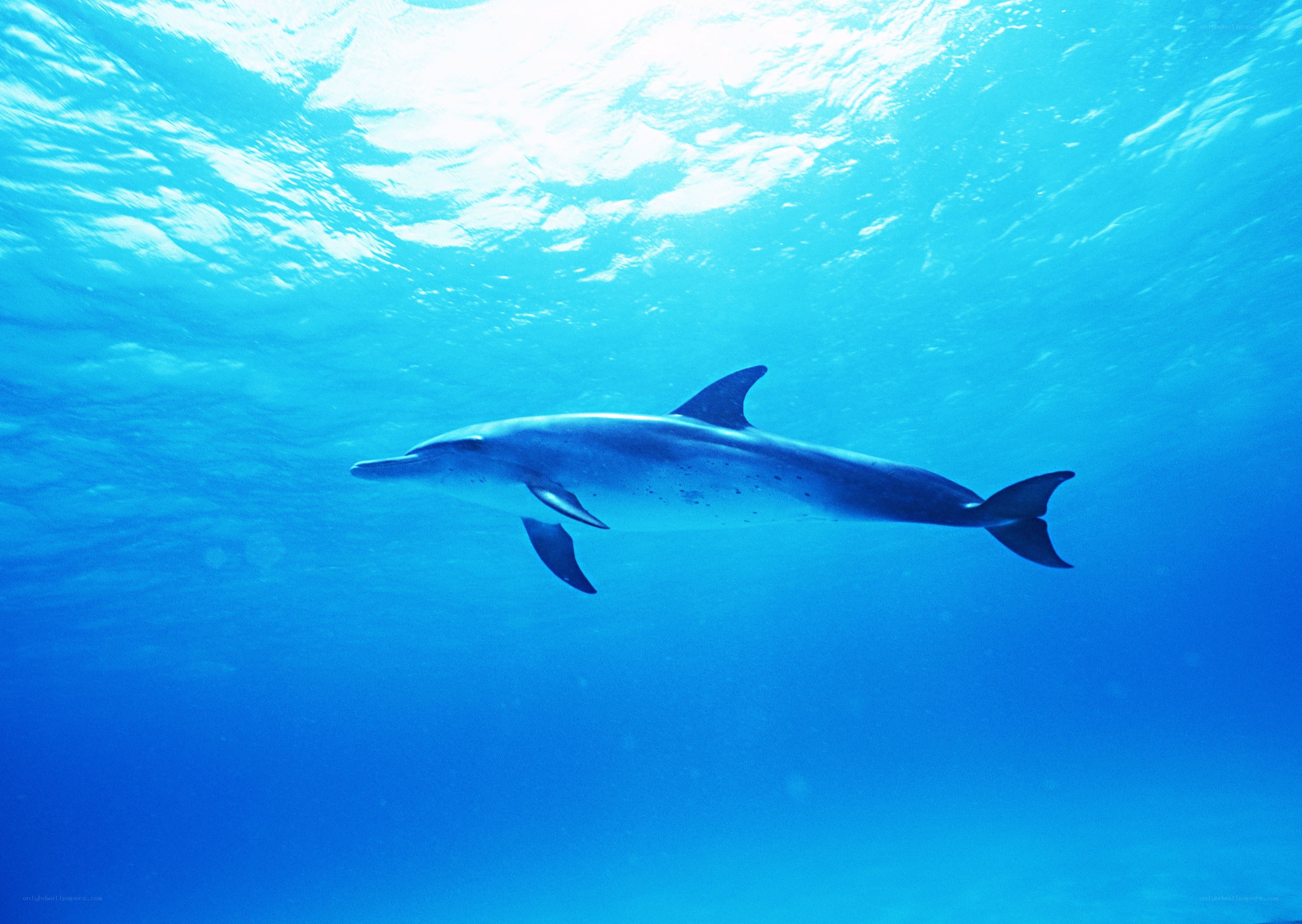 Dolphin swimming underwater