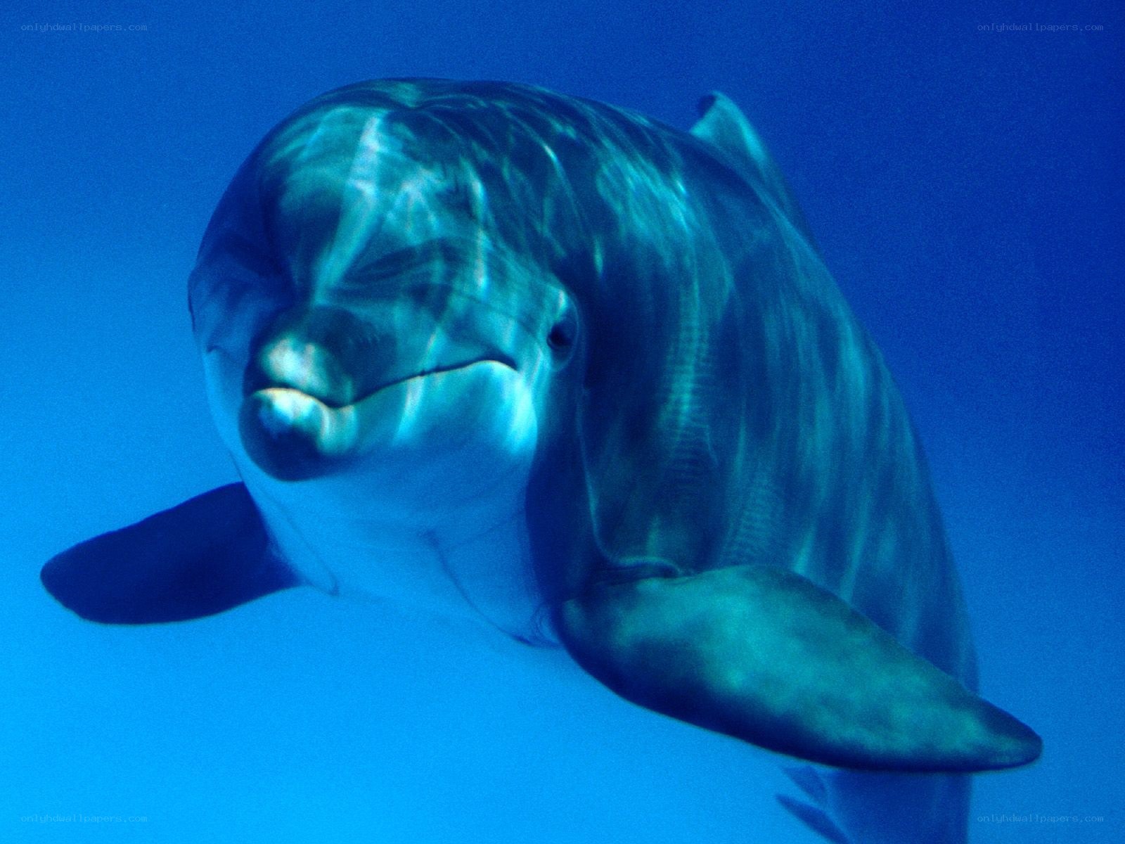 dolphin swimming underwater