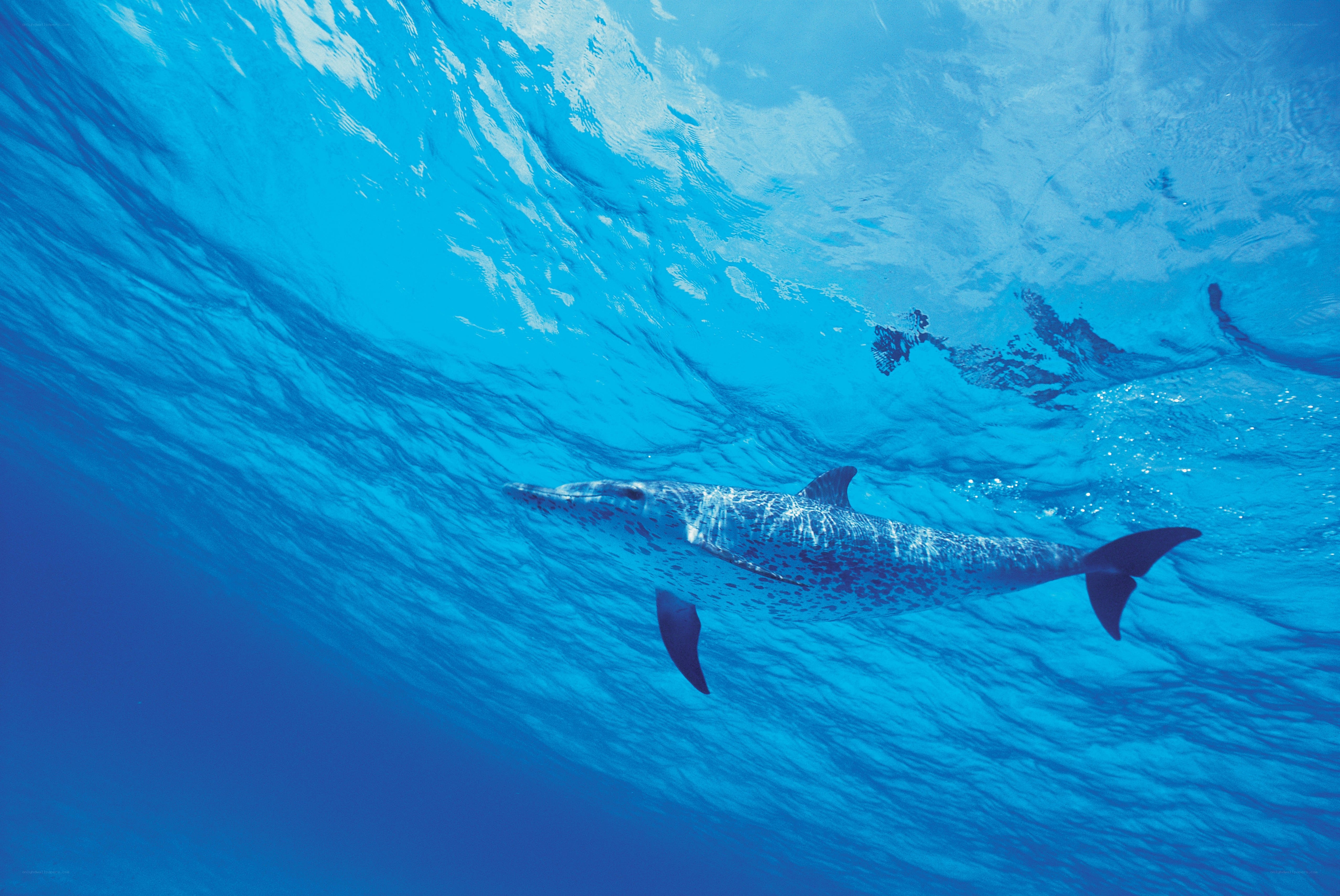 Dolphin swimming underwater
