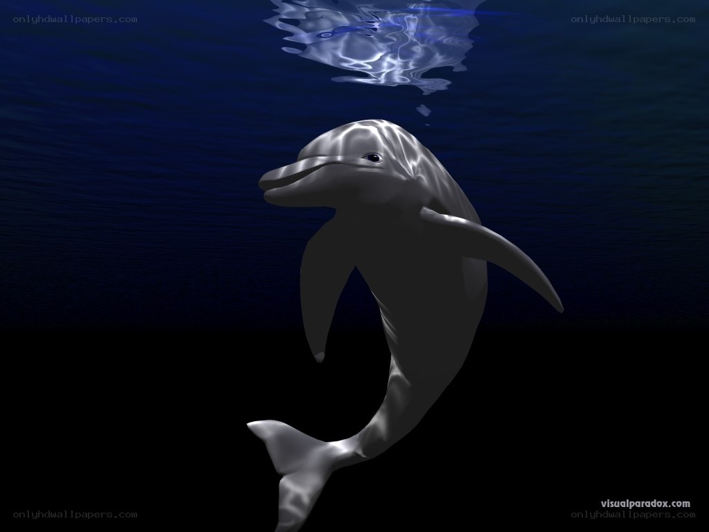 dolphin swimming underwater
