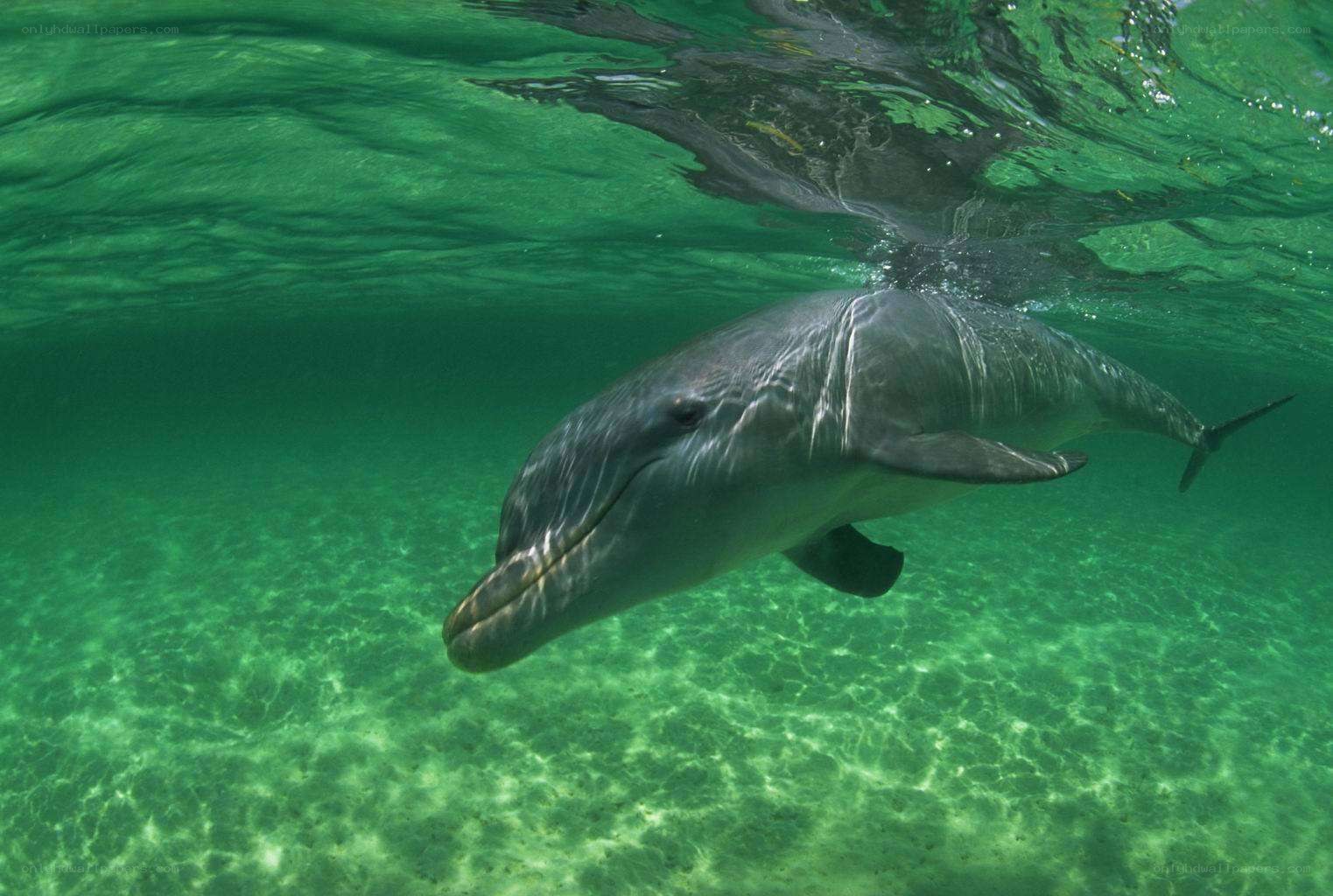 Dolphin swimming underwater