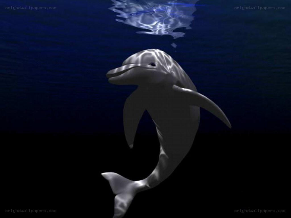 dolphin swimming underwater