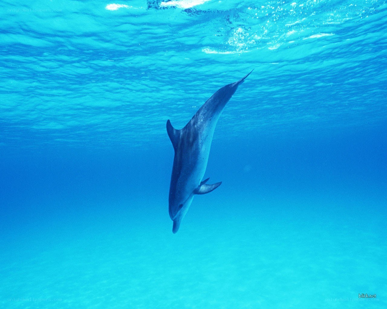 dolphin swimming underwater