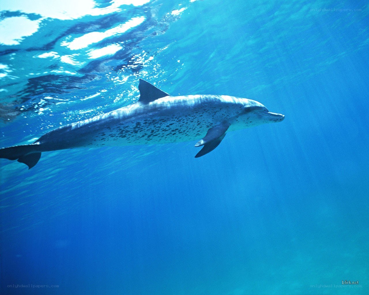 Dolphin swimming underwater