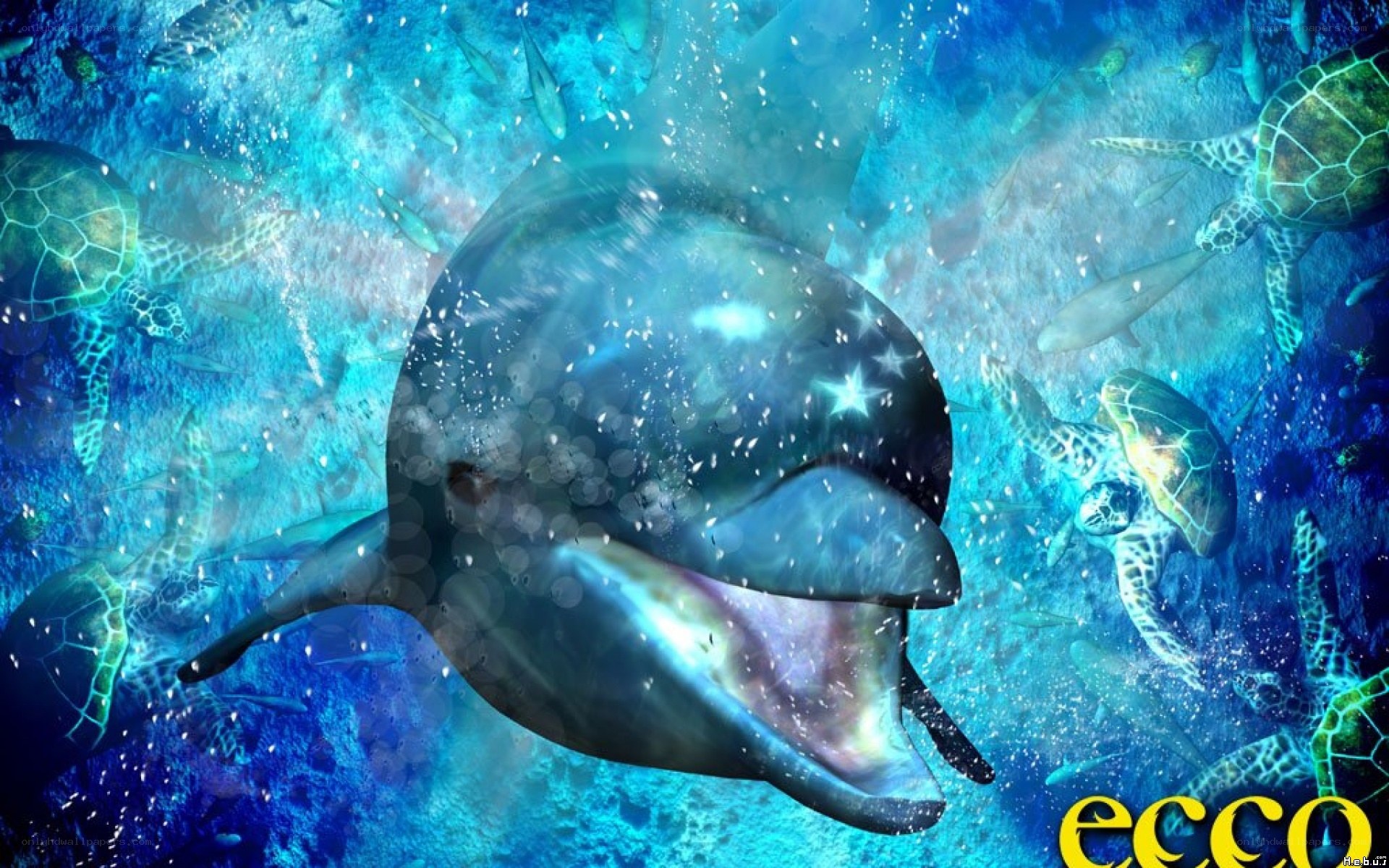 Dolphin swimming underwater