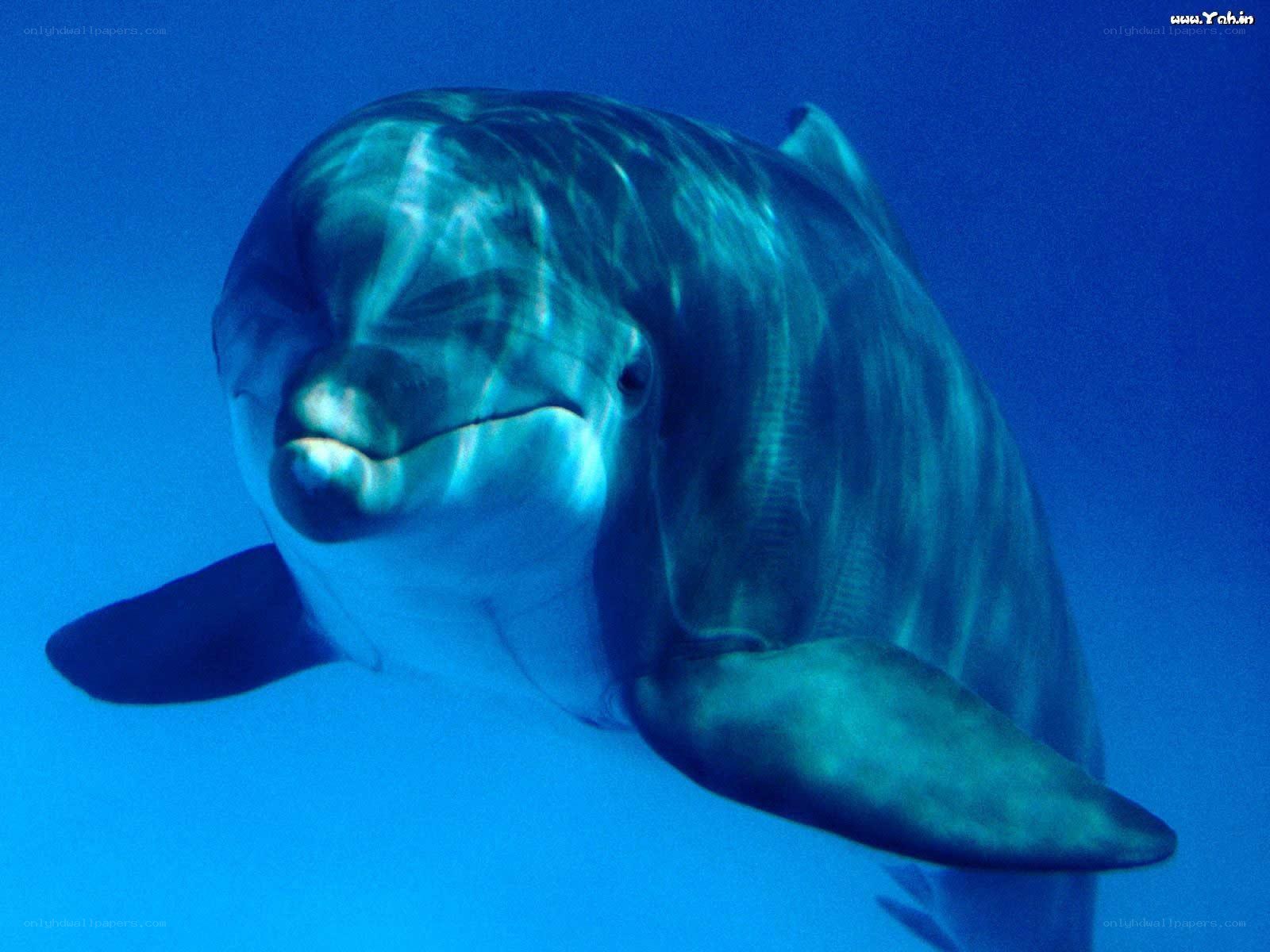 Dolphin swimming underwater