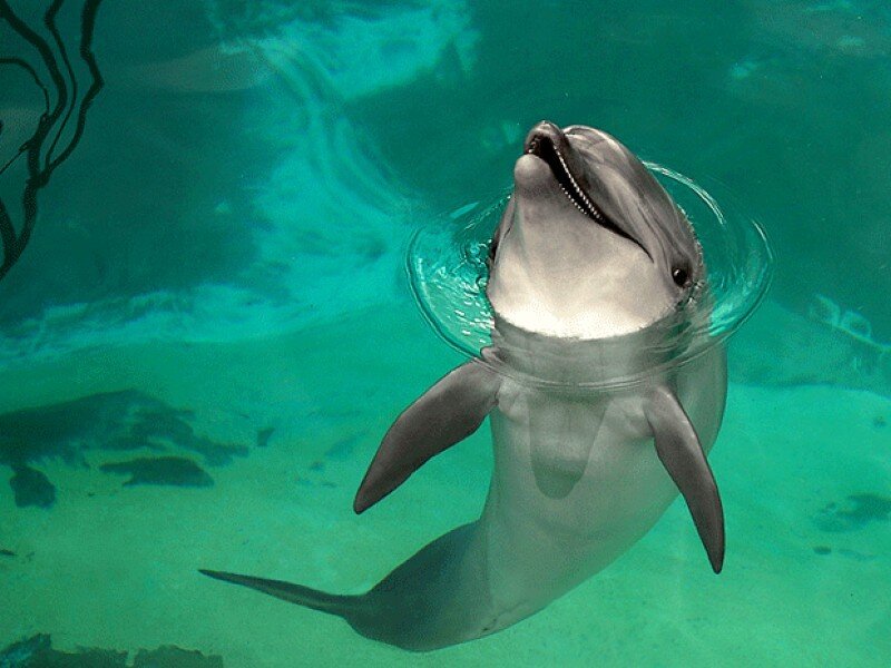 Dolphin swimming underwater