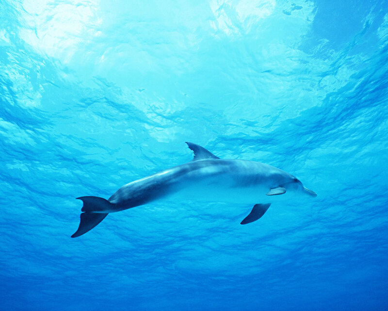 Dolphin swimming underwater