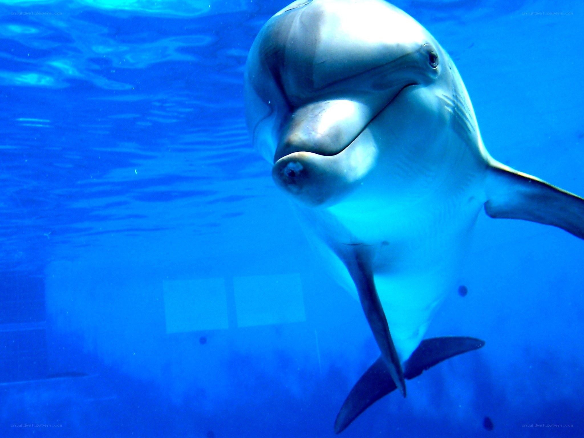 dolphin swimming underwater
