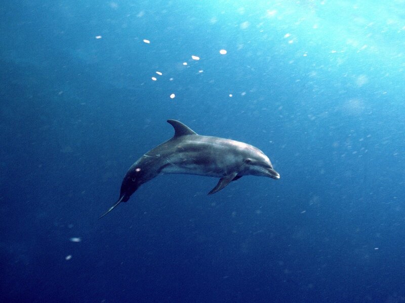 Dolphin swimming underwater