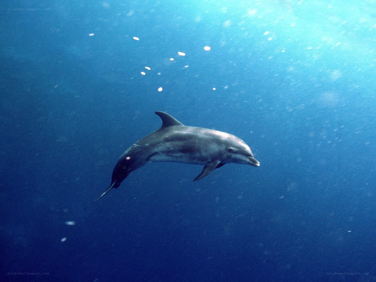 Dolphin swimming underwater