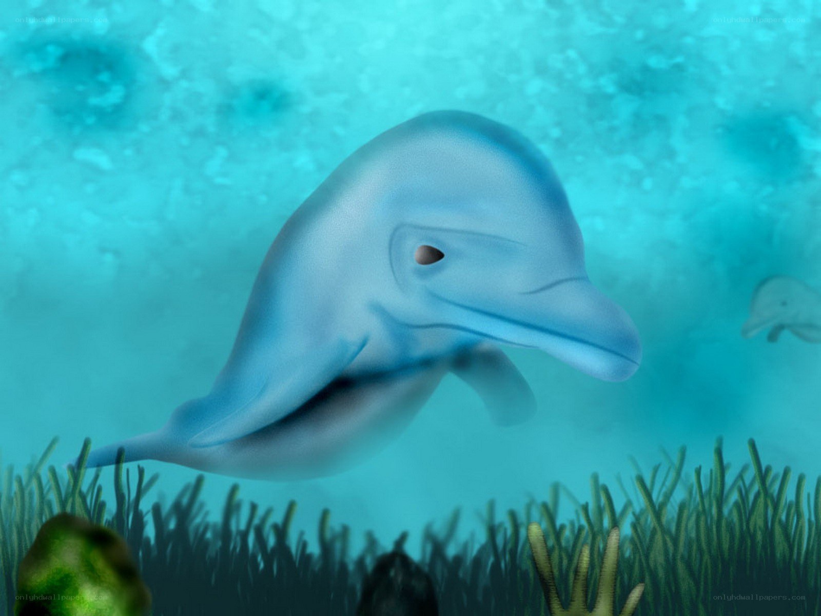 dolphin swimming underwater