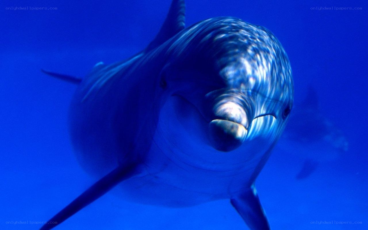 Dolphin swimming underwater