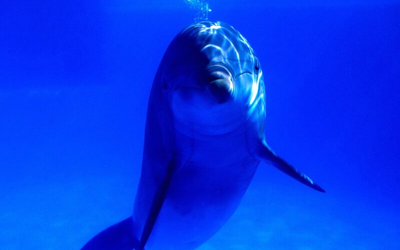 dolphin swimming underwater