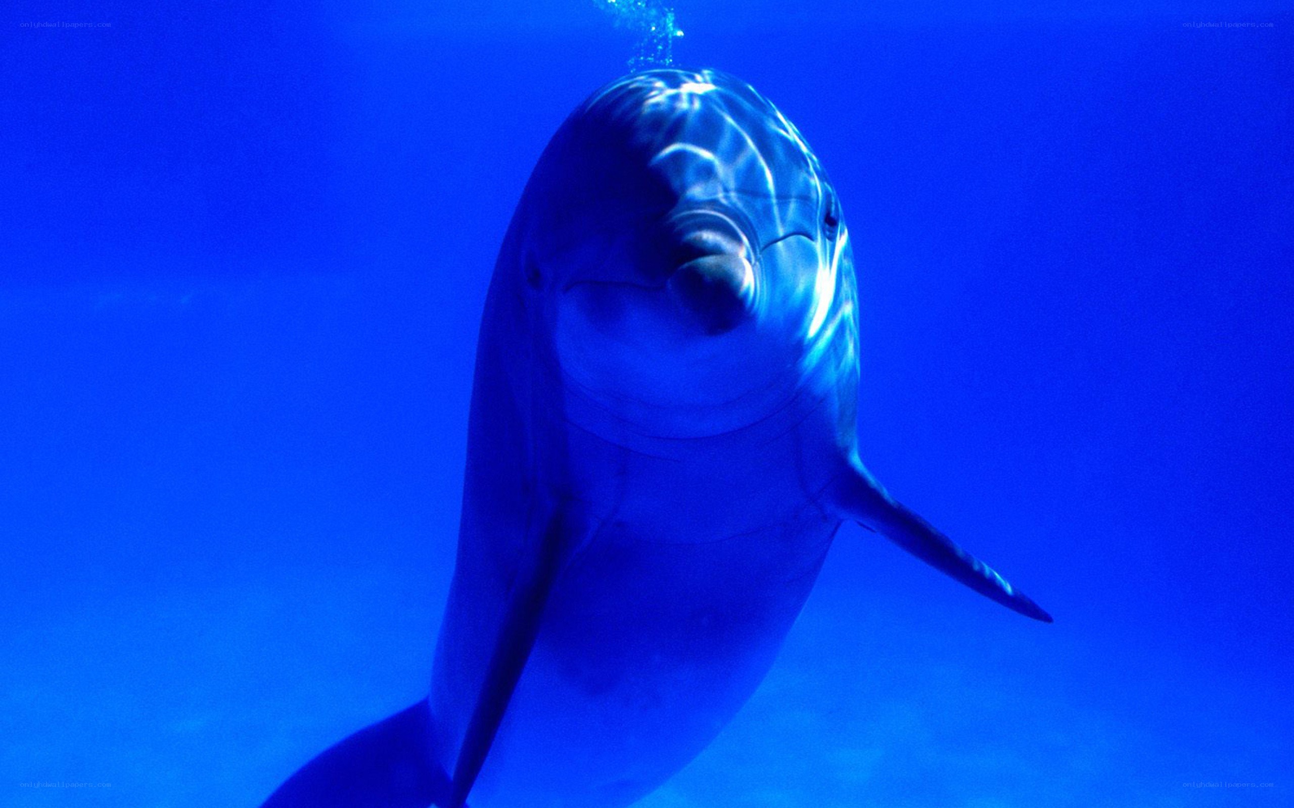 dolphin swimming underwater
