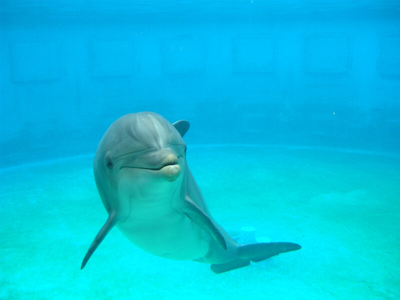 Dolphin Swimming Underwater — Blue, Calm, Photograph
